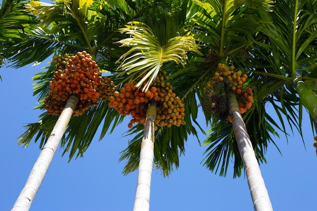 Future of the Betel Nut Industry: Global Trends, Market Growth, and Export Opportunities
